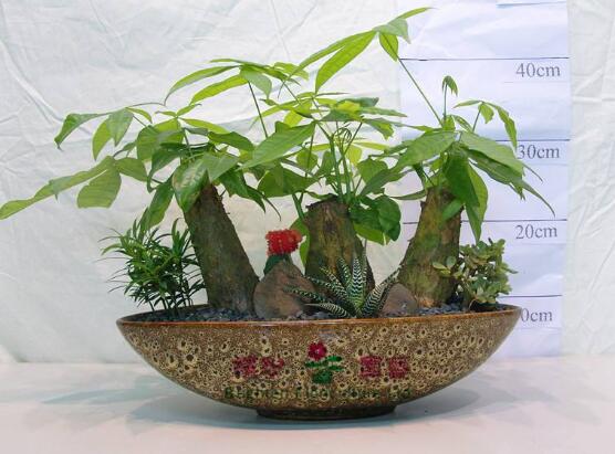 小發(fā)財樹的種植，小發(fā)財樹的種植方法