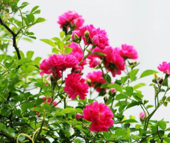 薔薇花怎么不開花，教你三種原因以及解決方法
