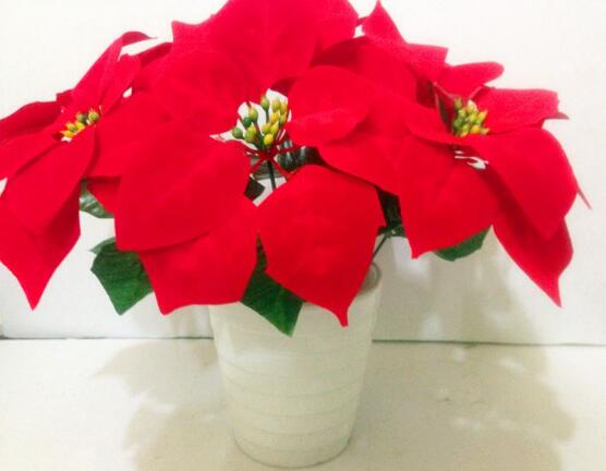 一品紅葉面發(fā)黑怎么辦，一品紅葉面發(fā)黑解決辦法