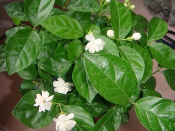茉莉花葉子發(fā)黃怎么辦，茉莉花葉子發(fā)黃解決辦法
