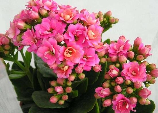 長(zhǎng)壽花冬天怎么養(yǎng),長(zhǎng)壽花的養(yǎng)殖方法和注意事項(xiàng)