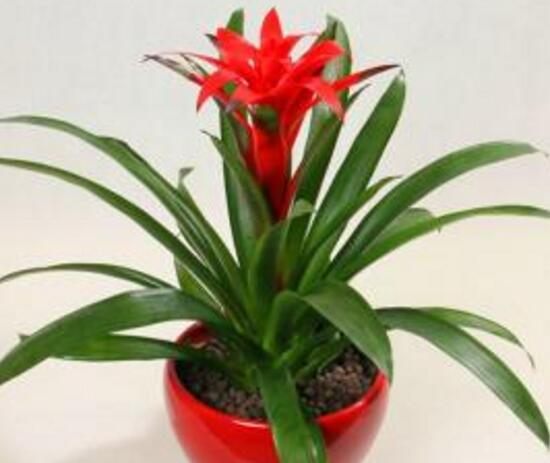 鴻運(yùn)當(dāng)頭花謝了怎么剪，鴻運(yùn)當(dāng)頭的花從哪里剪