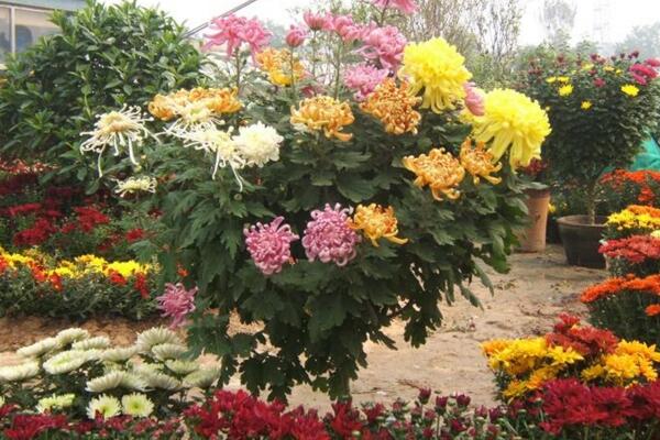菊花的繁殖方法，可通過扦插、播種、分株、嫁接進(jìn)行繁殖