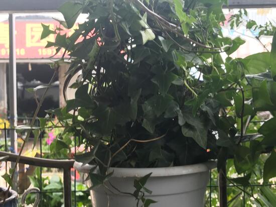 常春藤有什么風水作用，常春藤的功效與作用