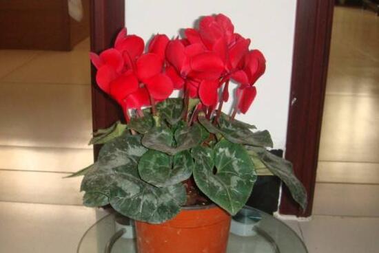 仙客來為什么不開花，仙客來不開花怎么辦