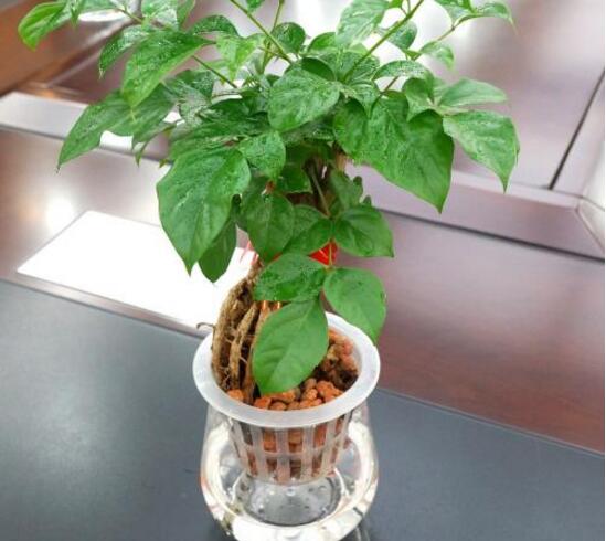 幸福樹(shù)可以水培嗎，幸福樹(shù)的水培方法