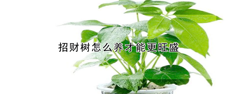 招財(cái)樹怎么養(yǎng)才能更旺盛