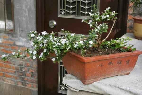 六月雪開(kāi)花時(shí)間，每年的5-7月開(kāi)花（6月開(kāi)的最旺）