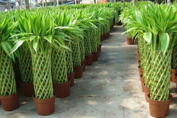 富貴竹發(fā)黃怎么辦，分析原因正確處理