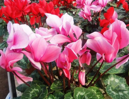 仙客來花的好處有哪些，仙客來花的養(yǎng)護(hù)技巧