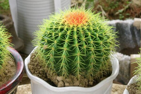 仙人球澆水方法，不同的季節(jié)植株對(duì)水分的需求不同