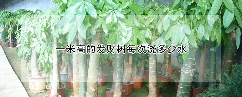 一米高的發(fā)財(cái)樹每次澆多少水
