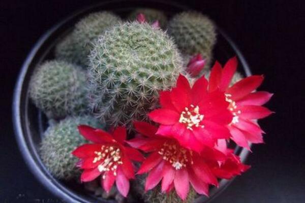 仙人球什么時(shí)候開(kāi)花，每年的5月份開(kāi)花（開(kāi)花條件較高）