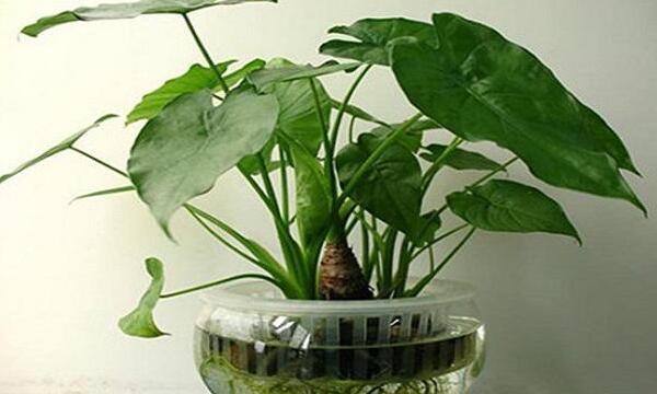 滴水觀音的好處和壞處，作用非常全面但缺點(diǎn)也不可忽視