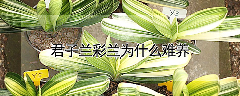 君子蘭彩蘭為什么難養(yǎng)