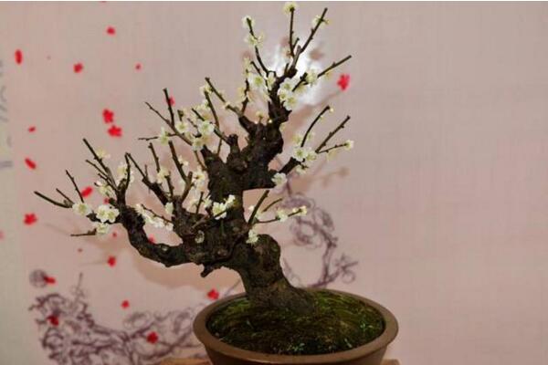 梅花盆景養(yǎng)護(hù)要點(diǎn)，牢記以下5點(diǎn)