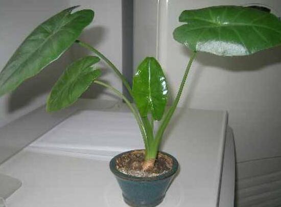 怎樣養(yǎng)植滴水觀音，滴水觀音的養(yǎng)殖方法