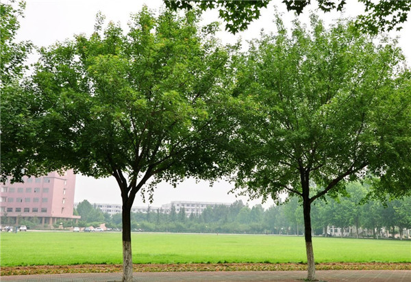 五角楓基本資料