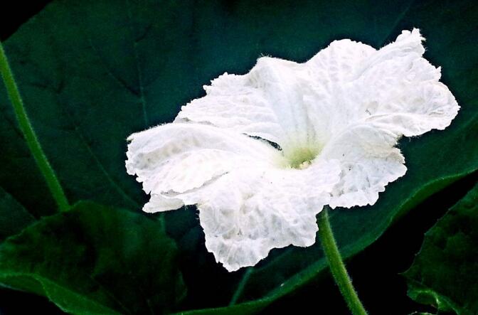 夕顏花是牽牛花嗎，不是/夕顏花是一種比較凄涼的花朵