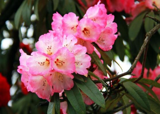 杜鵑花怎么換盆，老農(nóng)教你三個(gè)簡(jiǎn)單易學(xué)方法