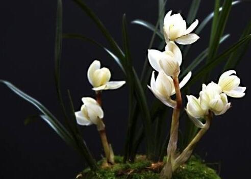 十種名貴的蘭花品種，素冠荷鼎拍出千萬(wàn)高價(jià)