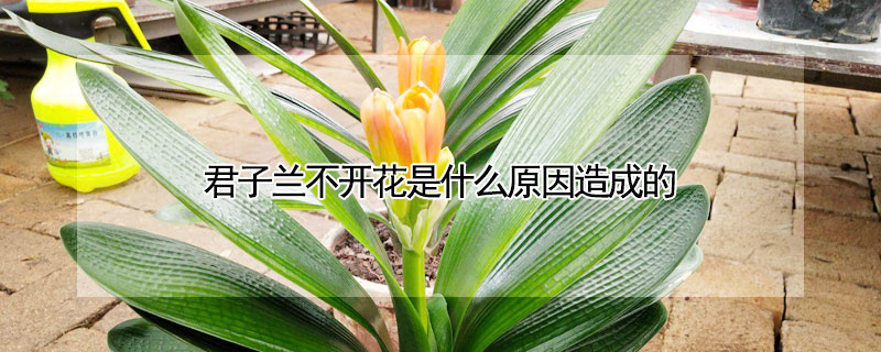 君子蘭不開(kāi)花是什么原因造成的