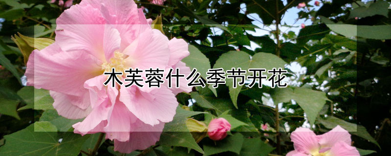 木芙蓉什么季節(jié)開(kāi)花