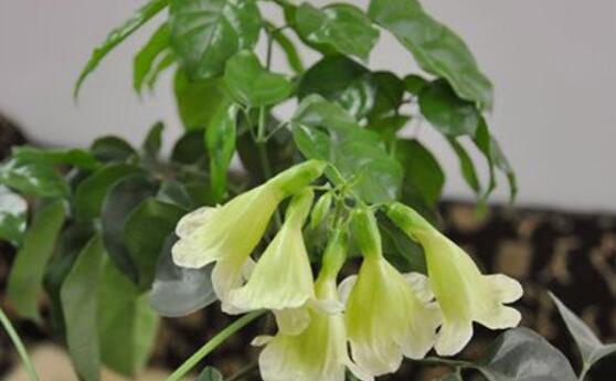 幸福樹(shù)開(kāi)花嗎，幸福樹(shù)開(kāi)花的寓意
