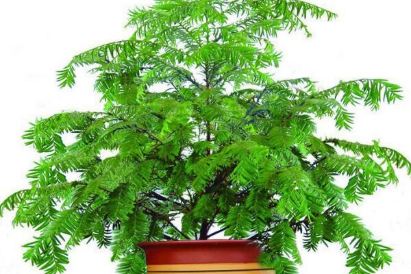 家里養(yǎng)紅豆杉吉利嗎，代表健康、長(zhǎng)壽和不朽