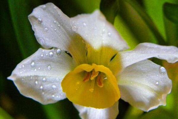 水仙花怎么養(yǎng)殖方法