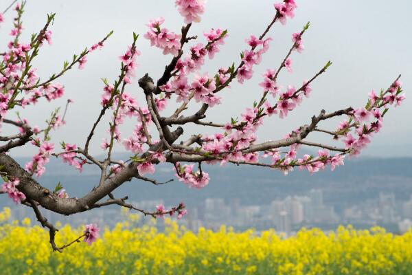 如何延長桃花花期，加強光照并保證養(yǎng)分
