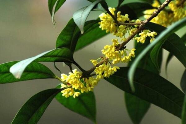 桂花樹幾年開花，養(yǎng)護(hù)5年以上才能開花