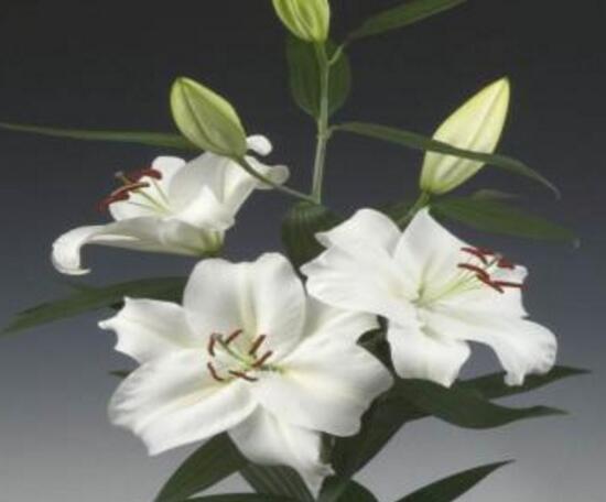 百合花花期多久，百合花開花后怎么處理/施肥澆水養(yǎng)護(hù)