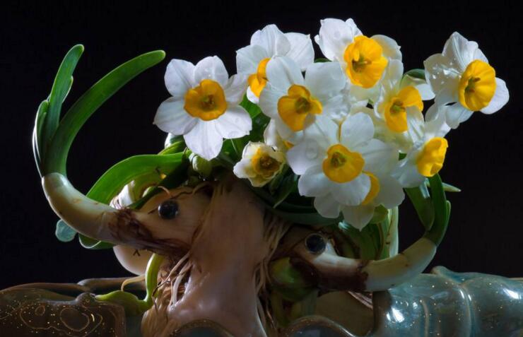水仙花和蘭花區(qū)別，搞清這幾點(diǎn)不怕種錯(cuò)