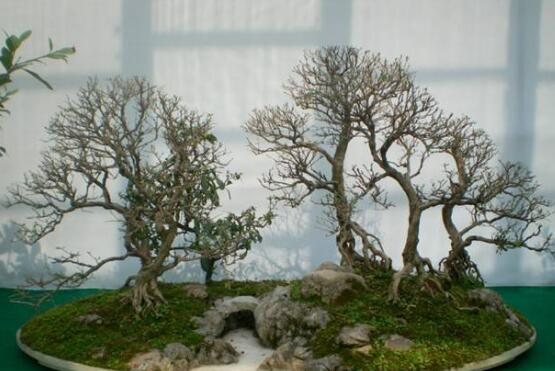 六月雪有毒嗎，六月雪可以養(yǎng)殖在室內(nèi)嗎