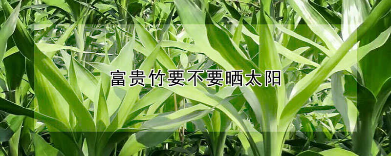 富貴竹要不要曬太陽(yáng)