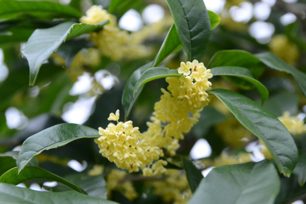桂花樹(shù)太高怎么截