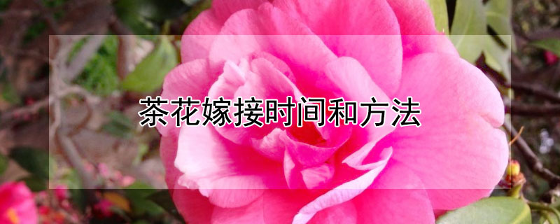茶花嫁接時(shí)間和方法