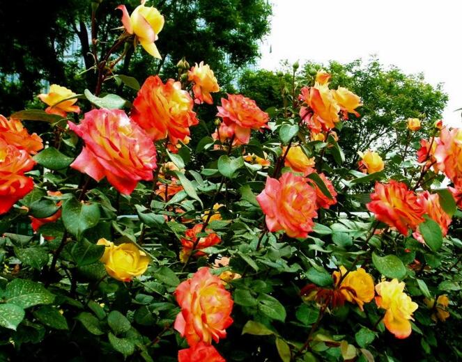 月季花花語(yǔ)大全，不同顏色的月季有著不同的寓意