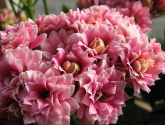 長(zhǎng)壽花冬天怎么養(yǎng)，長(zhǎng)壽花的養(yǎng)殖方法和注意事項(xiàng)