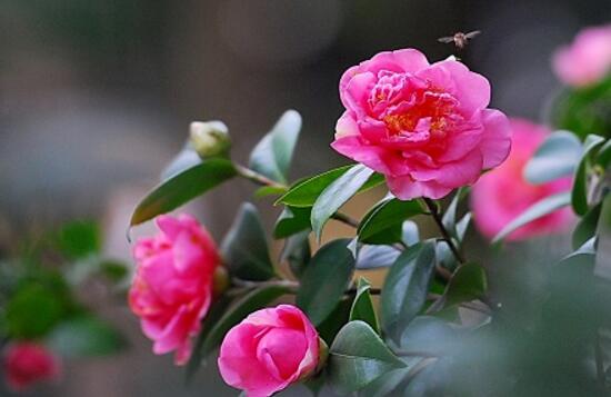 家里為什么不能養(yǎng)茶花，茶花的寓意是什么