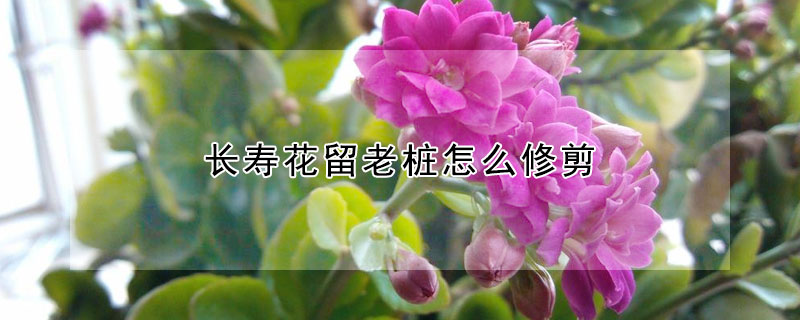 長(zhǎng)壽花留老樁怎么修剪