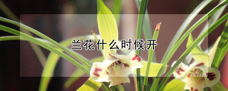 蘭花什么時(shí)候開(kāi)