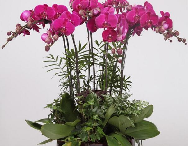 十種名貴的蘭花品種，素冠荷鼎拍出千萬(wàn)高價(jià)