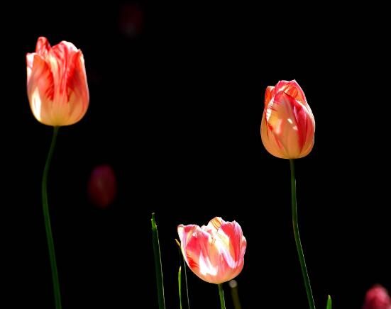 郁金香一直不發(fā)芽怎么辦，教你六個(gè)辦法輕松解決