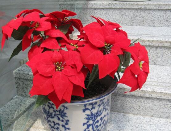 一品紅花語是什么，一品紅花語代表著我的心正在燃燒