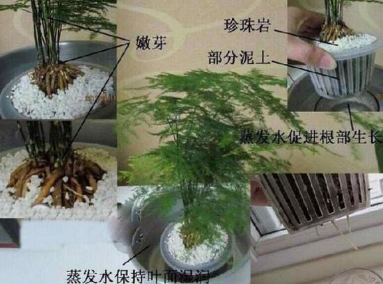 文竹可以水培嗎，文竹水培方法及步驟