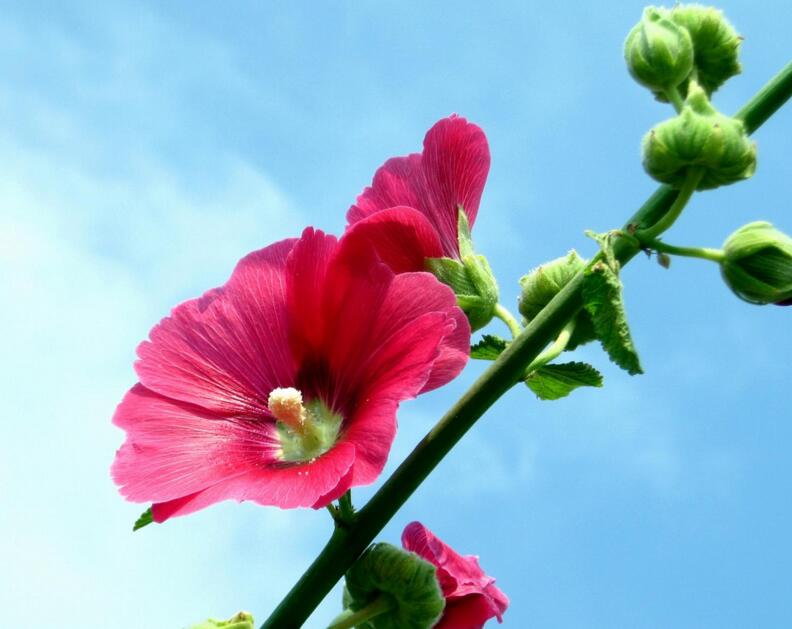 木芙蓉花的病蟲害防治，對癥下藥很重要
