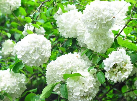 繡球花的花語和寓意，忠貞永恒、浪漫圓滿