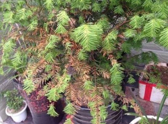 紅豆杉葉子干枯怎么辦，教你最有效三種解決方法